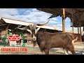 MEMANDIKAN KAMBING SPESIAL PART 2 - EB FARMHOUSE LAMPUNG - EB FARM