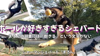 【ジャーマンシェパード】シェパードの走る！飛ぶ！じっくり見るとしなやかだぁ！最後にハナのおまけ付き🐶