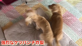 ケツパンチ炸裂【ミニチュアダックスフンド多頭飼い】