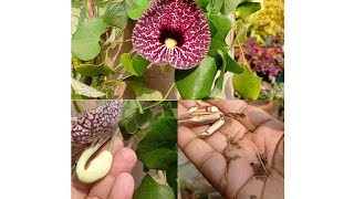 Duck flower/ aristolochia reticulata plant care