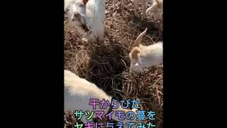 干からびたサツマイモの蔓をヤギに与えてみた I gave a goat a vine of dried sweet potatoes