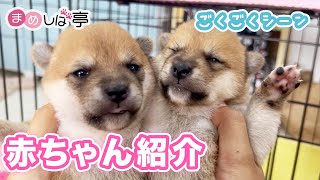 Japanese dog, 18 days old, nursing scene