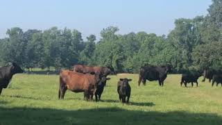 True F1 brahman x angus cows with Angus and a few Hereford Sired calves exposed back to Charolais B