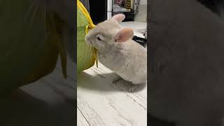 トンネルじゃなくヒモで遊ぶチンチラ【Chinchilla playing with strings instead of tunnels】