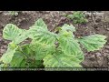 29. how to plant care for patchouli aged 1 30 days after planting part1