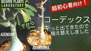 【超初心者向け！】アデニウムアラビカム・バオバブからニョキっと出てきてしまいました。植え替えします！！