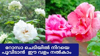 ചിലവില്ലാതെ അടുക്കളയിലെ പച്ചക്കറി മാലിന്യങ്ങൾ ഉപയോഗിച്ച് ഒരു കിടിലൻ വളം തയ്യാറാക്കേണ്ട വിധം| Roses