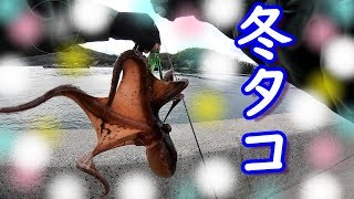 【タコ釣り】冬タコ来た！！デビルパラシュートで壁沿い狙い