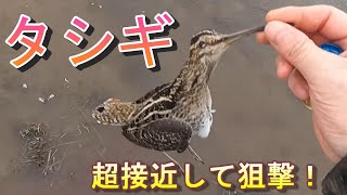 【タシギ】超レアな獲物に超接近して狙撃！！