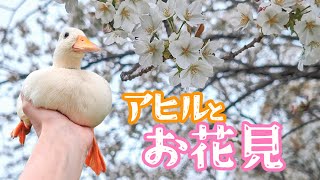 【しらたまちゃん】アヒルとお花見に行ってみた！【コールダック】