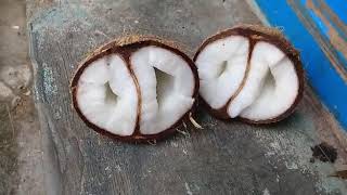 Double coconut