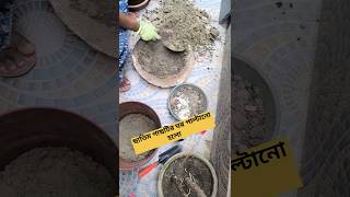 মাটির বস্তার সাথে চলে আসা সেই ছোট ছাতিম গাছটির সাত বছর পর ঘর পাল্টানো হলো#garden lovers# পাতা বাহারী