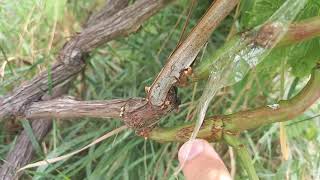 ვაზის მწვანე მყნობა - შედეგი/ Grape green grafting - result / зеленая прививка Винограда -результат