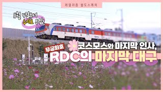 11월부터 안녕! 👋 RDC의 마지막 코스모스 핀 대구 나들이 🌼⎪레일리즘 철도스케치