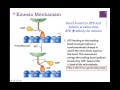 033-Kinesin Structure & Function