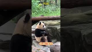 渝爱太喜欢喝盆盆奶，舔完还要藏起来 #panda #pandafushun #cute #adorablepanda #funny #cutepanda #pandalove #pandalife