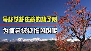 柿子是凶树？为何越来越多人把柿子树移出院子，它究竟有何缺点？