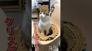 モテる雄猫はツラいにゃり（妄想）😹🎄🙅‍♀️ #クリスマス #ねこ動画 #ねこ #千客万来