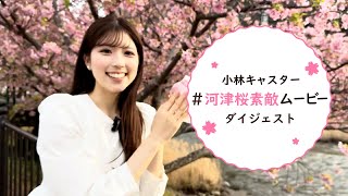 河津桜素敵ムービーダイジェスト