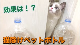 猫除けのペットボトルは効果があるのか検証したら驚きの結果に！