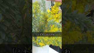 ミモザの本当の名前は。。。/ プロが教えるお花の豆知識（1/5） #mimosa #trivia #flowershop