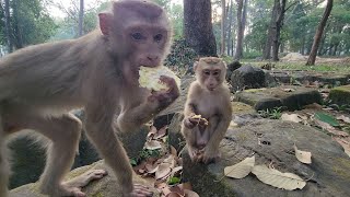 Monkey Baly Indulge In Tasty Corn And Milk  For Breakfast🙊