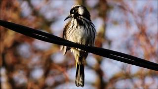 New Holland Honeyeater Call