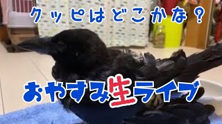 おやすみ生ライブ2020/11/16クッピと隠れん坊もあるよ(*´▽｀*) 『カラスのクッピ』