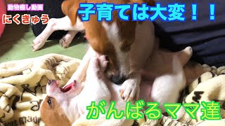 【ジャックラッセルテリア】子育ては大変！！がんばるママ達！！「動物癒し動画」にくきゅう