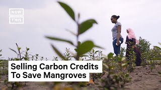 How One Community Restores an Acre of Mangrove Forests Annually