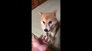 【ビーストモード】柴犬にシバかれる主　恐ろしく早い手刀、俺でなきゃ見逃しちゃうね　#shorts