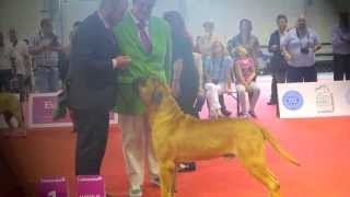 DEL GORG NEGRE BULLMASTIFF. WORLD WINNER BUDAPEST 013