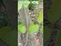 🕉️গুলঞ্চ গাছ🌱