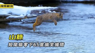 短尾猫零下65度搞笑捕猎，棕熊依树跳钢管舞，羱羊蹄秒杀登山鞋