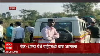 Chandrapur Tiger : चंद्रपूरात पाईपमध्ये अडकला वाघ, वनविभागाची टीम वाघाच्या रेस्क्यूसाठी घटनास्थळी