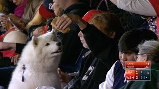 MIA@WSH: Marlins' broadcast on Pups in the Park