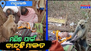 ମୃତଦେହକୁ ଧରି ଜଗି ବସିଛି ମାଙ୍କଡ଼, ମୟୁରଭଞ୍ଜ || MAYURBHANJ NEWS