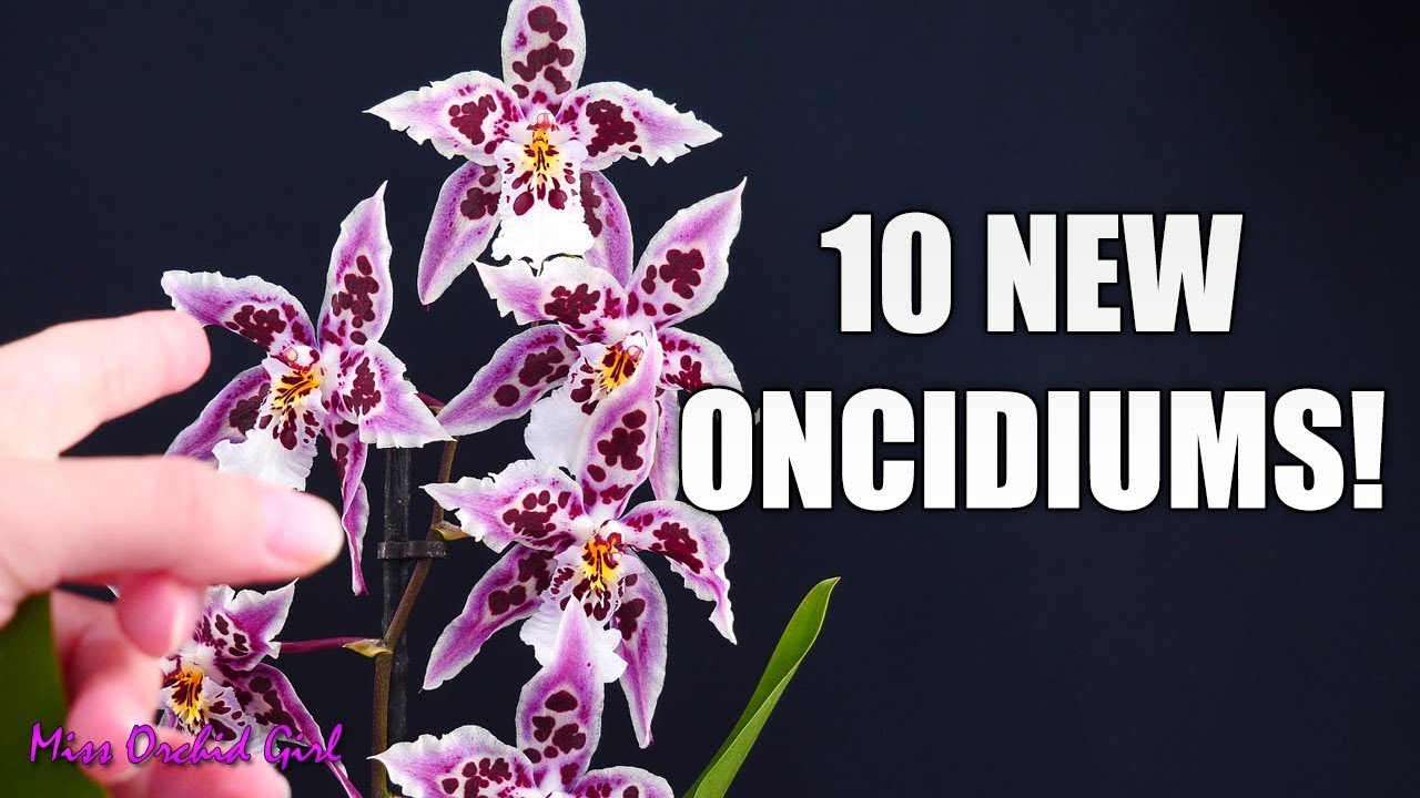 Epic Oncidium Orchid Haul - My Favorite Intergenerics! - YouTube