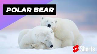 Polar Bear 🐻\u200d❄️ One Of The Cutest and Dangerous Animals In The World #shorts