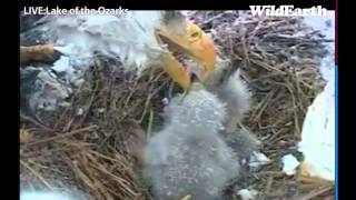 Bald eaglets at Lake of the Ozarks eaglecam grabbing a little lunch in snowstorm