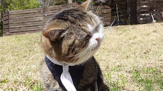 久しぶりのサラダバーを楽しむねこ。-Cats enjoy their first salad bar in a long time.-