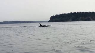 Orcas come up right next to kayak fisherman in Puget Sound