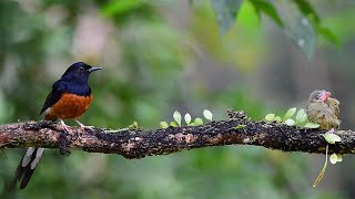 白腰鵲鴝(長尾四喜)/White-rumped Shama