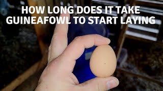 How Old Are Guinea Fowl When They Start Laying Eggs | 6-9 Months