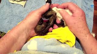 Baby flying-fox in care;  this is Sasquatch on the first night