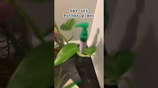 DAY 265 of monitoring the Pothos plant