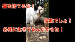 野良猫チュール大好き😍#Shorts#cat