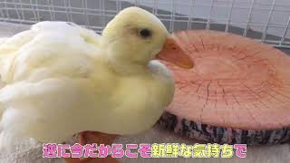 【しらたま】コールダックをお迎えして驚いたこと３つ【3 cases that I was surprised to Call duck】