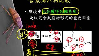 10601高三選修生物ch8 1 02含氮排泄物的比較三捷