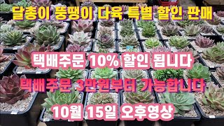 💝판매완료💝#10월 15일 오후 달총이의 뚱땡이 아가들 특집 #오동통 저면목욕 관리받은 아가들 최고 70%할인 판매